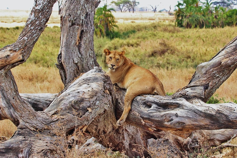 Safari in Serengeti National Park, Tanzania